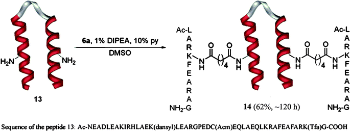 Double conjugation of the polypeptide 2 to the helix loop helix motif 13. The peptide contains 4 lysines residues two of which have free side chain amino groups. The side chain of lysine 15 is modified by incorporation of a fluorophore (dansyl = 5-(dimethylamino)naphthalene-1-sulfonyl) and the side chain of lysine 41 is protected with a Tfa (trifluoracetyl) group. The side chain of Cystein 24 is protected with an Acm (acetylaminomethyl) group.