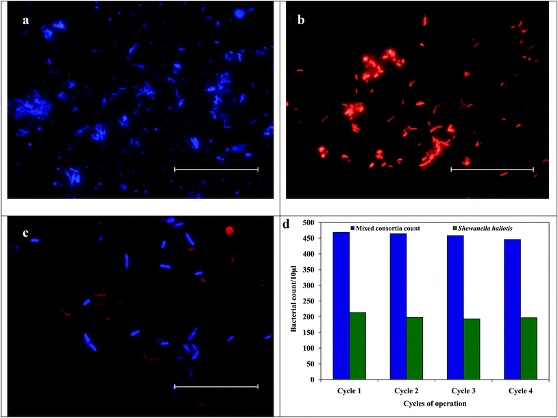 
            Photomicrographs of (a) DAPI-stained (M); (b) Monolabelled probe (Cy3; PB-00426) hybridized cells; (c) merged photomicrograph a and b [Cy3; PB-00426 (red) and DAPI (blue)]; (d) Variation in bacterial count during MFC-SA operation. (The photomicrographs were captured with a scale bar of 200 μm; 400× magnification).