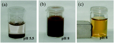 Numerical photographs of aqueous dispersions of NP-PMAA (a) in deionized water; (b) in basic medium (NaOH 1.10−4 M); and (c) in the presence of a magnet.