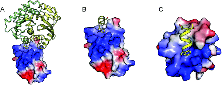 Schematic representation of the IBD structure (electrostatics are mapped on the molecular surface) in complex with the integrase CCD dimer (green-yellow cartoon A). The key interacting amino acid Trp-131 (sticks) of the alpha 3 helix (yellow cartoon) is depicted in panel B and C in different orientations to highlight the interaction of the residue in a subducted surface of the IBD.