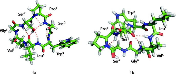 The B3LYP/6-31G–optimized solution structures of 1a and 1b, with the intramolecular hydrogen bonds.