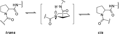 The intramolecular catalysis mechanism of cis/transisomerization of peptidyl–prolyl bond.