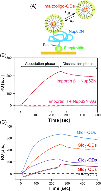 SPR analysis of the binding of importin β and maltooligo-QDs to Nup62. (A) Schematic representation of the interaction of maltooligo-QDs and the Nup62N-immobilized sensor chip. (B) SPR sensorgrams of the interactions between importin β (50 nM) and Nup62N and Nup62N-AG. (C) Sensorgrams of the interactions between maltooligo-QDs (50 nM) and Nup62N. The importins or QDs were injected at time 0.