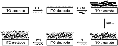 Schematic illustrations of preparation process of the HRP/CSCNF-modified electrode.