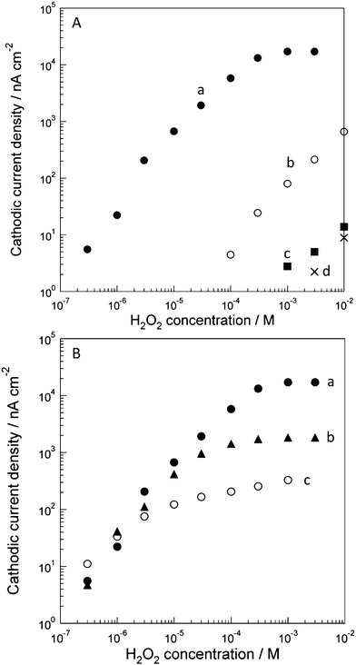 (A) Cathodic current densities of H2O2 reduction at (a) the HRP/CSCNF-modified electrode, (b) the CSCNF-modified electrode, (c) the HRP-modified electrode, and (d) bare electrode in an air-saturated 67 mM phosphate buffer solution (pH 6.4) at +0.150 V vs. Ag|AgCl. Cast amount of HRP was 3.3 × 10−8 mol cm−2 and that of CSCNF was 0.33 mg cm−2. (B) Dependence of cathodic current responses to H2O2 at (a) the high, (b) middle, and (c) low HRP/CSCNF-modified electrodes in an air-saturated 67 mM phosphate buffer solution (pH 6.4) at +0.150 V vs. Ag|AgCl. Cast amounts of HRP were (a) 3.3 × 10−8, (b) 3.3 × 10−9, and (c) 3.3 × 10−10 mol cm−2 and that of CSCNF was 0.33 mg cm−2, respectively.