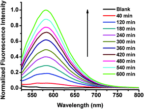 Normalized fluorescence spectra of BODIPY dye Eb (20 μM) in 0.01 M PBS buffer pH 7.4 in the absence and presence of l-cysteine (10 mM) at different times. Excitation wavelength was at 470 nm.