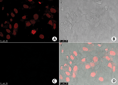 
            MCF-7
            cells negative control. (A) Cell nucleus stained with TO-PRO-3 (red). (B) Phase contrast image of the cells. (C) No fluorescence signal obtained on the wavelength used for detection of BTD–Br or BTD–H. (D) Overlay of fluorescence signal and phase contrast image of the cells.