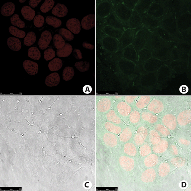 
            MCF-7 cancer cell staining. (A) Cell nucleus stained with TO-PRO-3 (red). (B) Fluorescence signal from cells incubated with compound BTD–Br (green). Note that no nucleus was stained. (C) Phase contrast image of the cells. (D) Overlay of all fluorescence signals plus phase contrast image of the cells.