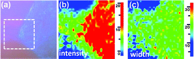 (a) OM images of the h-BN films that are transferred onto SiO2/Si substrate. Raman mapping is obtained over the marked area for the h-BN peak at 1368 cm−1: (b) peak intensity and (c) peak width.