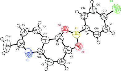 X-Ray structure of the 4-bromophenylboronate derivative of (5R,6S)-2-methyl-5,6-dihydroquinoline-5,6-diol (2d1B).
