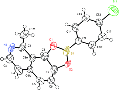 X-Ray structure of the 4-bromophenylboronate derivative of (7S,8R)-1-methyl-7,8-dihydroisoquinoline-7,8-diol (7d2B).
