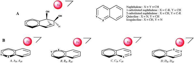 A: Relative positioning of 1,2-dihydrodihydroxy-naphthalene with respect to mononuclear iron in the active site of NDO (from crystallographic data26). B: The four possible poses for a N-monosubstituted bicyclic substrate in the active site: no subscript refers to naphthalene, N subscripts refer to quinoline and iN subscripts refer to isoquinoline.
