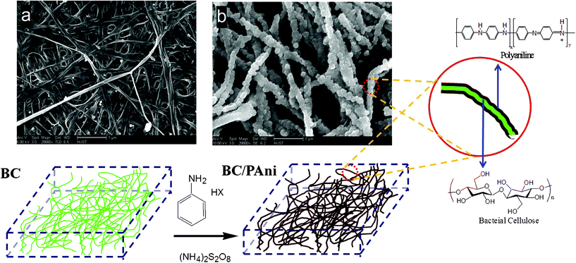 Schematic diagram of the process of aniline polymerization in the BC hydrogel. (Fig. a is the FESEM image of the hot-pressed BC membrane; and Fig. b is the FESEM image of hot-pressed BC–PAni membrane.)