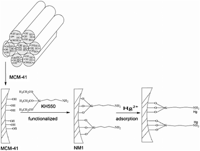 Schematic mechanism for mercury absorption by NM1.