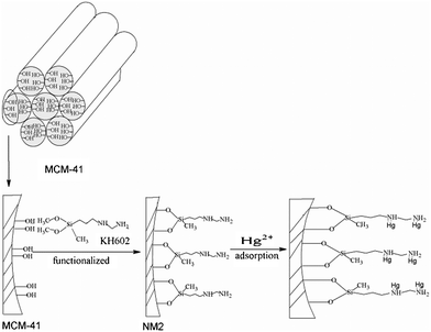 Schematic mechanism for mercury absorption by NM2.