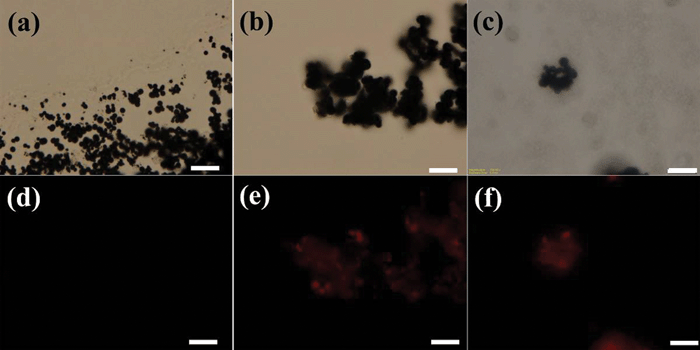 Bright field fluorescence microscopy images of (a)CIP, (b) CIP-silica and (c) CIP-silica/PU film. (d)–(f) Correspond to (a)–(c) in dark field (the scale bar is 10 μm).