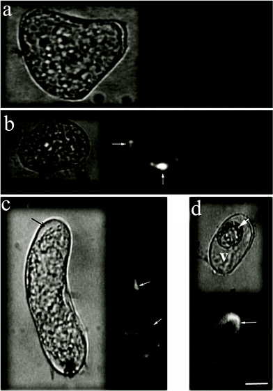 Epifluorescence images of A. thalianacells after uptake of CSCNT-cellulase. Cells were incubated for 3 h with CdSe-labeled CSCNT-cellulase. The left images represent bright-field imaging of cells while the right images represent the fluorescence imaging of the same cells. (a) A. thalianacells incubated with CdSe-labeled CSCNT (no cellulase). (b) A cell showing CSCNT-cellulase leaking into the interior of the cell through local contact sites between CSCNT-cellulase and the cell wall, where internalization is assisted by local hydrolysis of cellulose (thin arrows). (c, d) A thick white arrow indicates a cell containing crescent-shape aggregations of CSCNT-cellulase microparticles, while thin arrows indicate fluorescence of CdSe-labeled CSCNT-cellulase inside cells (V: cell vacuole). The black thick arrows indicate the cell wall. (scale bar: 10 μm).