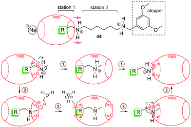 CB[6] slippage along a polyaminated axle, between station 1 and station 2 of guest 44. A deprotonation–reprotonation mechanism of the ammonium unit is favored (pathway 2) over direct CB[6] translation along the positively charged group (pathway 1).240