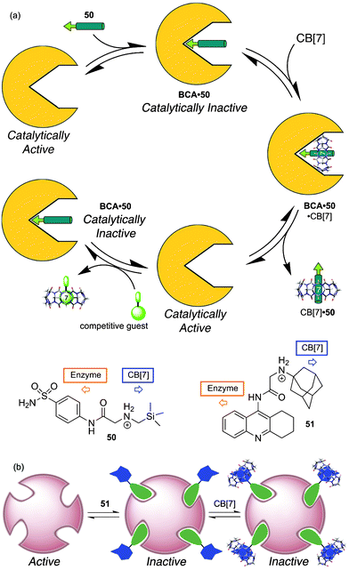 (a) Successful CB[7]-mediated control of inhibitor activity towards the BCA enzyme. (b) Unsuccessful control of AChE activity. Reprinted with permission from ref. 117. Copyright 2010 American Chemical Society.