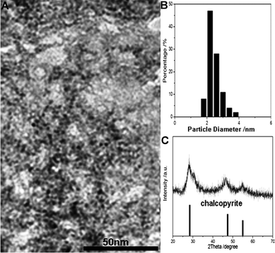 (A) TEM image, (B) hydrodynamic size distribution histogram and (C) XRD pattern of the ternary CuInS2 QDs with MPA as the stabilizer.