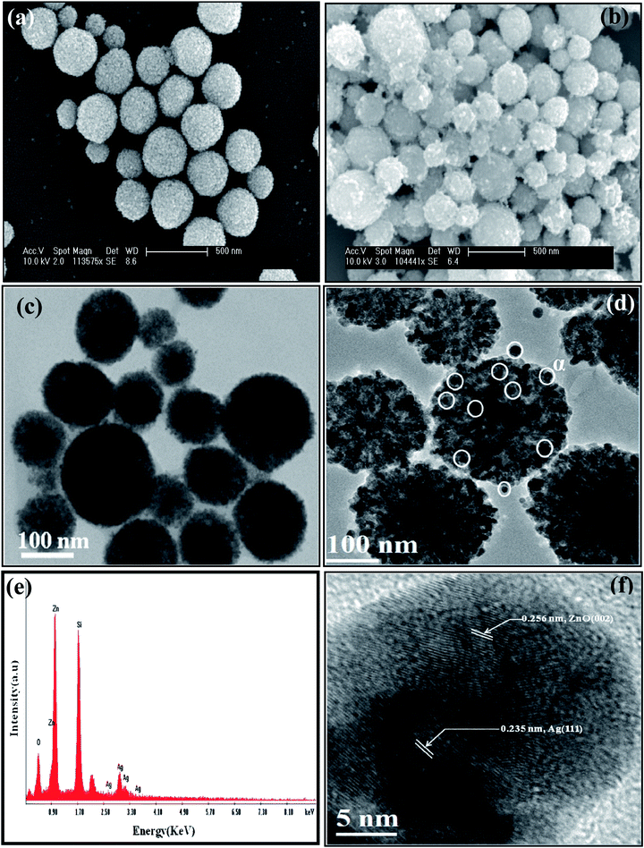 
            Electron micrographs: (a) and (b) SEM images (scale bar: 500 nm) of ZnO and ZnO/Ag4 nanohybrid, respectively, (c) and (d) respective TEM images (scale bar: 100 nm) (e) EDAX spectrum obtained from SEM for ZnO/Ag4 nanohybrid, and (f) HRTEM image showing lattice fringes of both ZnO and Ag.