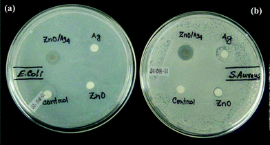 Photographs showing disc diffusion assay. Clear zone formed against the growth of (a) E. coli and (b) S. aureus.