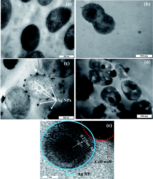 
          TEM images: (a) and (b) of healthy E. coli and S. aureus, respectively. Thin-section TEM images demonstrating the effect of ZnO/Ag4 nanohybrid on (c) E. coli and (d) S. aureus, respectively. (e) HRTEM image taken on one Ag nanoparticle attached to E. colicell wall (shown by an arrow Fig. 9c)