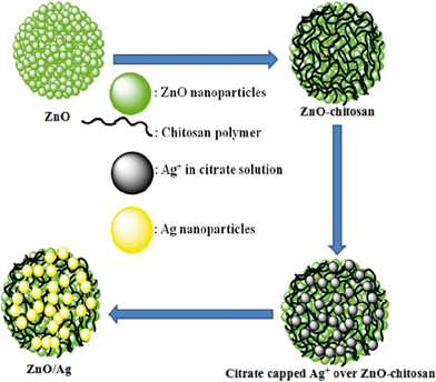 Schematic illustration of synthesis of ZnO/Ag nanohybrid, using chitosan as mediator.