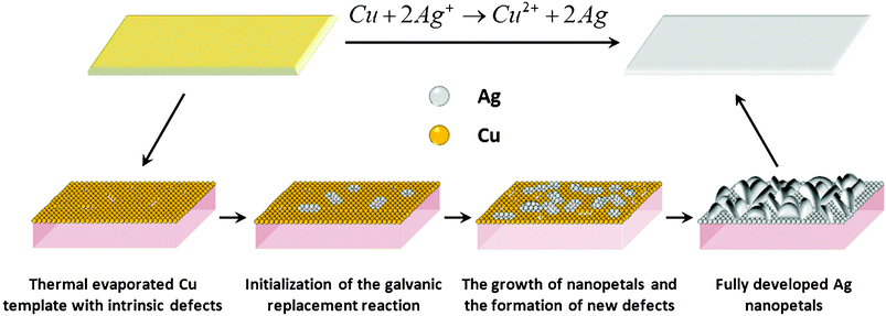 Schematic illustration of the growth mechanism of Ag nanopetals from thermal evaporated Cu template.