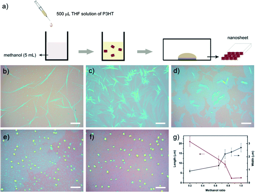 a) Schematic representation of the preparation process of P3HT nanostructures. Optical microscopy images of P3HT nanostructures fabricated from evaporation of a mixed solvent with different methanol ratio: b) 20%; c) 60%; d) 70%; e) 80%; f) 100%; g) diagram of crystal size vs.methanol ratio. Scale bars: 20 μm.