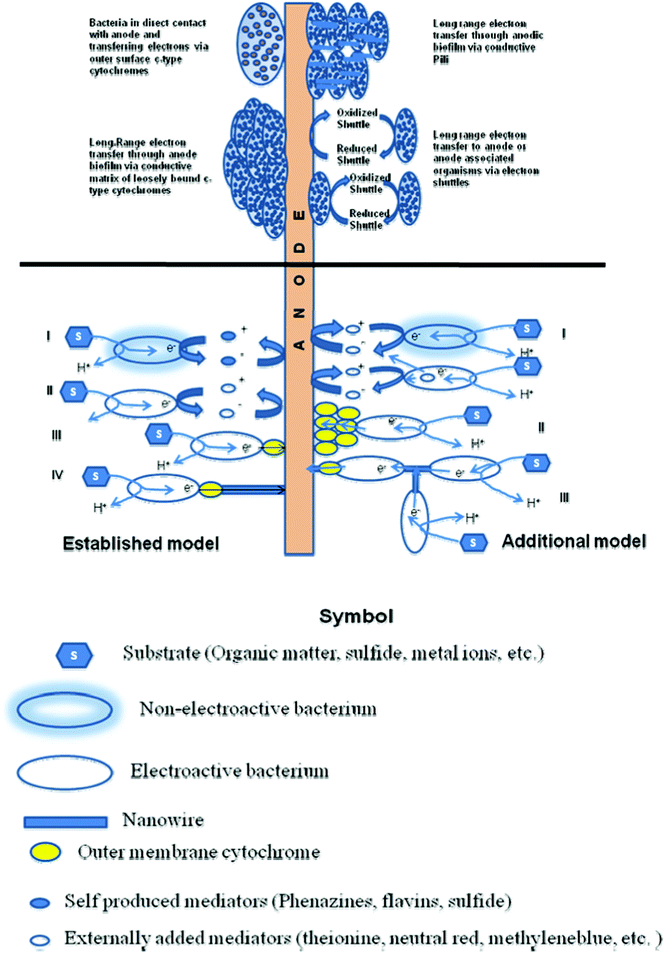 Various proposed electron transfer mechanisms in bioelectrochemical systems and interactions between bacteria and solid electrode. The established model shows indirect electron transfer by (i) external mediators, (ii) self-produced mediators; direct electron transfer by (iii) single outer membrane cytochrome; and (iv) ‘nanowires’. The other proposed models show (i) indirect electron transfer of non-electroactive species achieved by using mediators produced by electroactive species; (ii) direct electron transfer by a layer of assembled outer membrane cytochromes; and (iii) electron transfer from cell to cell through ‘nanowires’. (Adapted from ref. 34, 76 and 77).