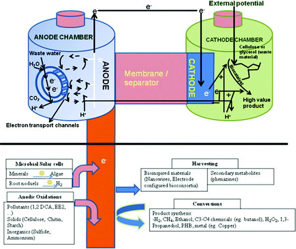 A microbial biorefinery concept involving a bioelectrochemical system based on different possible reactions at the anode and cathode for energy production, bioremediation and/or high-value product synthesis (Adapted from ref. 12 and 76).