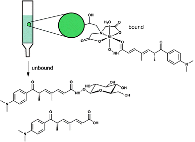 
          Trichostatin A was retained on a Ni(ii)-based IMAC column (pH 8). Trichostatin C and trichostatic acid were not bound.