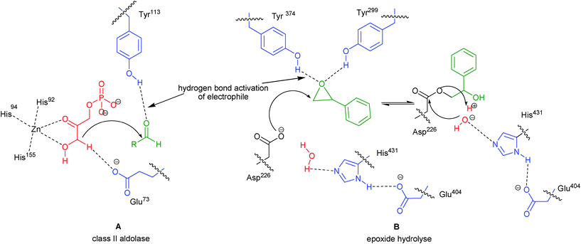 Mode of activation in enzymes (A) class II aldolase and (B) epoxide hydrolyse.