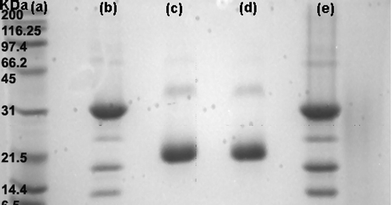 
          Electrophoresis
          SDS-PAGE: (a) protein markers (Broad Range); (b) Con A; (c) WGA; (d) supernatant of a mixture of Con A and WGA after the addition of Au–man; (e) precipitate of the mixture of Con A and WGA after the addition of Au–man.