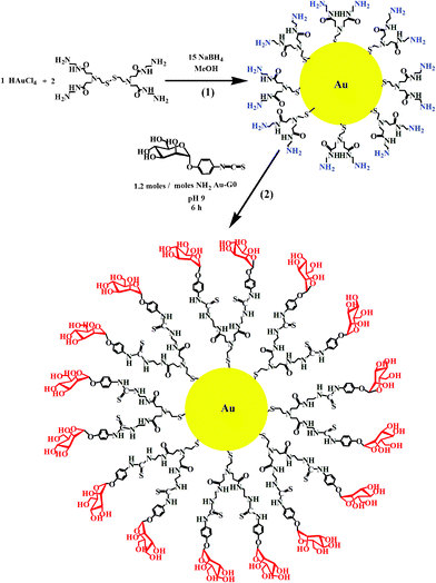 Synthesis of (1) Au–G0 and (2) Au–man.