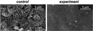 
          Scanning electron micrograph of the eroded enamel surface of a control sample (left) and of an equivalent sample in which the surface was completely covered by the nanoparticulate paste after the application (right).