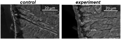 
          Scanning electron micrograph of the fractured window of a control sample and experimental sample. In the control window, the demineralized surface can be seen as a dark surface layer. In the experimental sample, the demineralized surface layer is covered by the nanoparticles. Small tags can be seen at the openings of the dentin tubules.