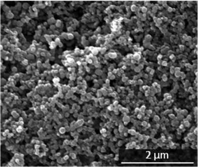 
          Scanning electron micrograph of the primary CaP-CMC-CHX nanoparticles.