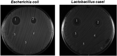 Effect of 10 μL of CaP-CMC-CHX nanoparticles at different concentrations against Escherichia coli and Lactobacillus casei. The original dispersion of 2 wt% nanoparticles present in dispersion was diluted by factors of 10 (1), 102 (2), 103 (3), 104 (4). (5) shows a control experiment without chlorhexidine.