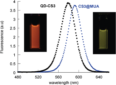Comparative fluorescence spectra of a deaerated toluene solution of QD-CS3 (■) and a water solution of CS3@MUA(•).