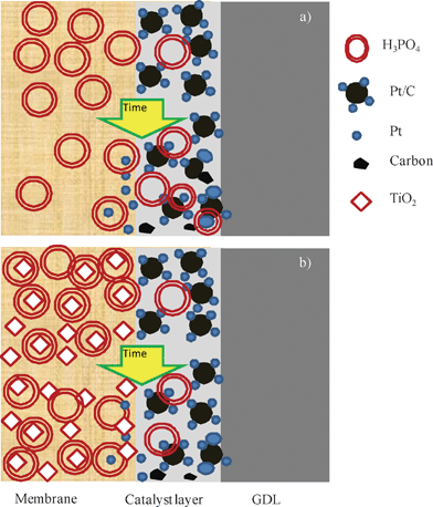 Schematic representing electrode degradation with (a) PBI membrane and (b) titanium composite PBI membrane.