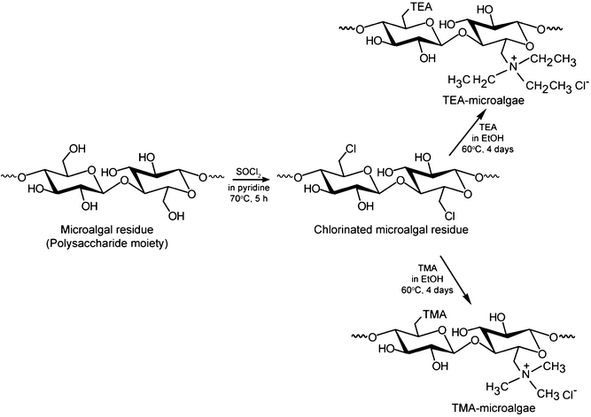 Preparation route of quaternary amine types of microalgal residue.