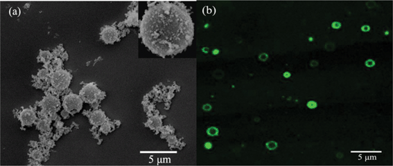 (a) SEM image and (b) LSCM image of the typical silica hollow spheres mediated by PLL.
