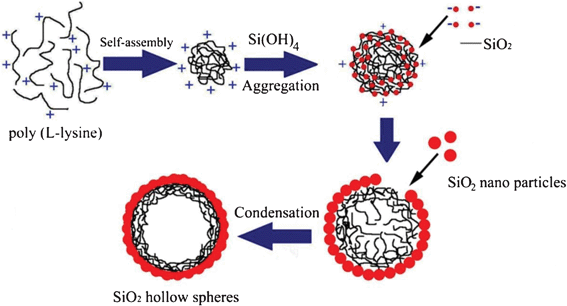 Schematic illustration of the hierarchically silica particles formed with PLL.