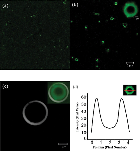 LSCM images of silica hollow spheres mediated by PLL. (a) PLL (conjugated to FITC dye) in solution. (b) PLL and silicic acid reacted for 1 h. The highlighted area is shown at higher magnification in the inset. (c) Bright-field micrographs of silica. Combined confocal/bright-field images are shown in the inset. (d) Line intensity profile across a microsphere showing the core-shell structure.