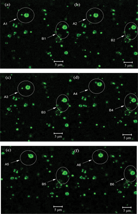 Live confocal imaging to follow the synthesis of sample. The first picture is of PLL-phosphate aggregates after 30 min aging. After the addition of silicic acid to the PLL/phosphate mixture, pictures were taken at 3 min intervals.