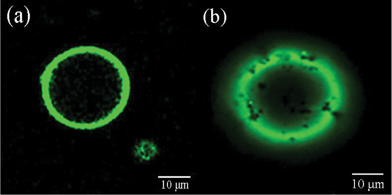LSCM images of silica hollow spheres mediated by (a) FITC-terminal-tagged PLL and (b) FITC-middle-tagged PLL.