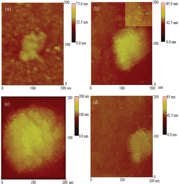 
            In situ AFM images of silica in presence of PLL (6 mg mL−1) with the reaction time of (a) 0 min, (b) 10 min, (c) 30 min. (d) The concentration of PLL was 1 mg mL−1 and reacted with silicic acid for 10 min.