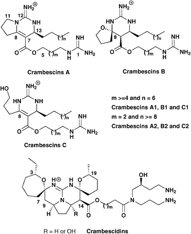 Crambescins and crambescidin skeletons.